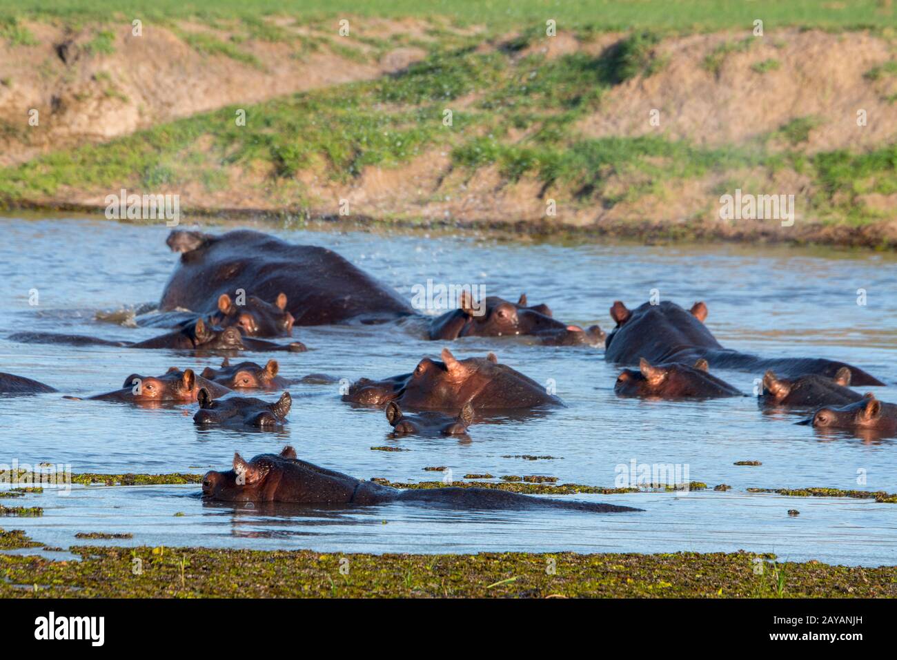 Hippopotami (Hippopotamus anfibio) in un fiume nella zona delle pianure di Gomoti, una concessione di corsa della comunità, sul bordo del sutheas del sistema del fiume di Gomoti Foto Stock