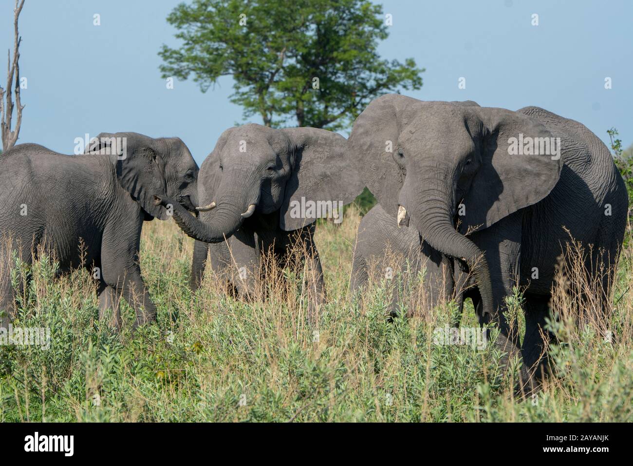 Elefanti africani (Loxodonta africana) nella zona delle pianure di Gomoti, una concessione a gestione comunitaria, sul bordo del sistema fluviale di Gomoti a sud-est del Foto Stock