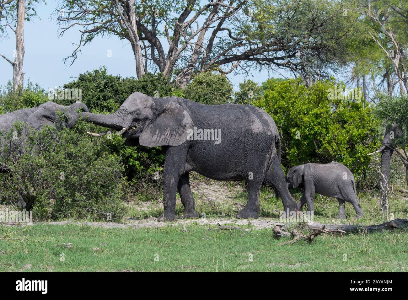 Una madre di elefante africano (Loxodonta africana) con un bambino elefante nella zona delle pianure di Gomoti, una concessione di corsa della comunità, sul bordo dei Gomoti Foto Stock