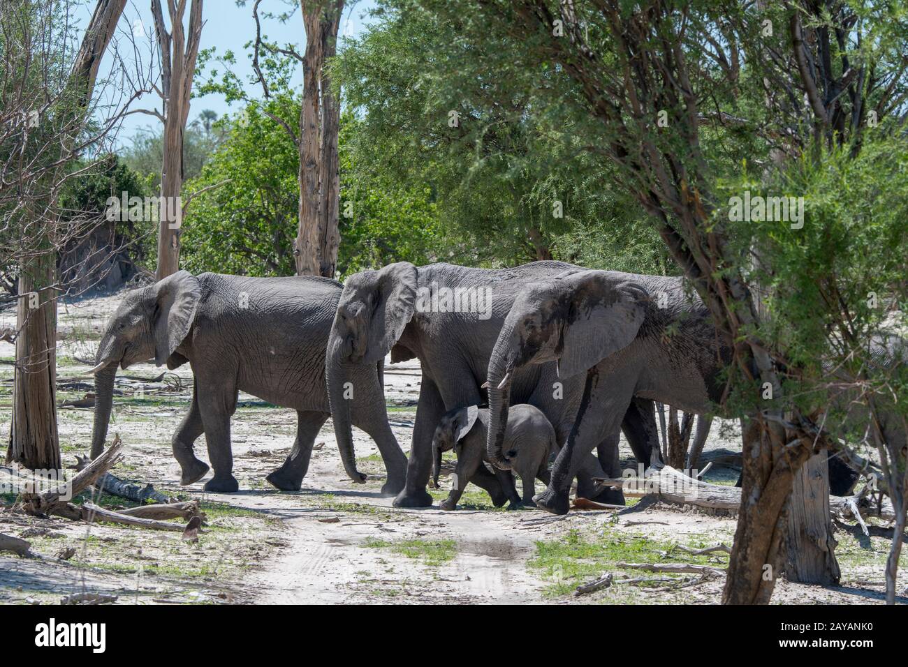 Un elefante africano (Loxodonta africana) mandria con un bambino elefante sta camminando attraverso la foresta nella zona delle pianure di Gomoti, una concessione di gestione della comunità Foto Stock