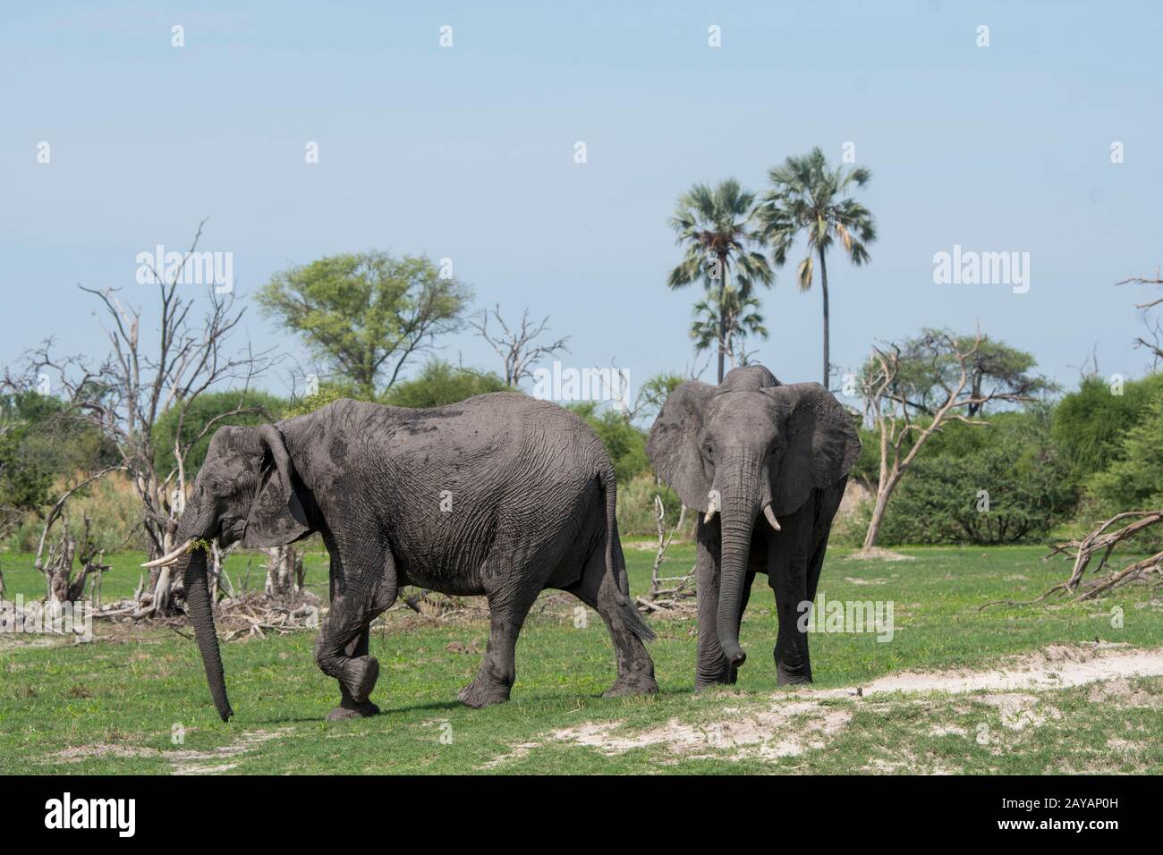 Elefanti africani (Loxodonta africana) camminando attraverso il paesaggio nella zona delle pianure di Gomoti, una concessione di corsa comunitaria, sul bordo dei Gomoti Foto Stock