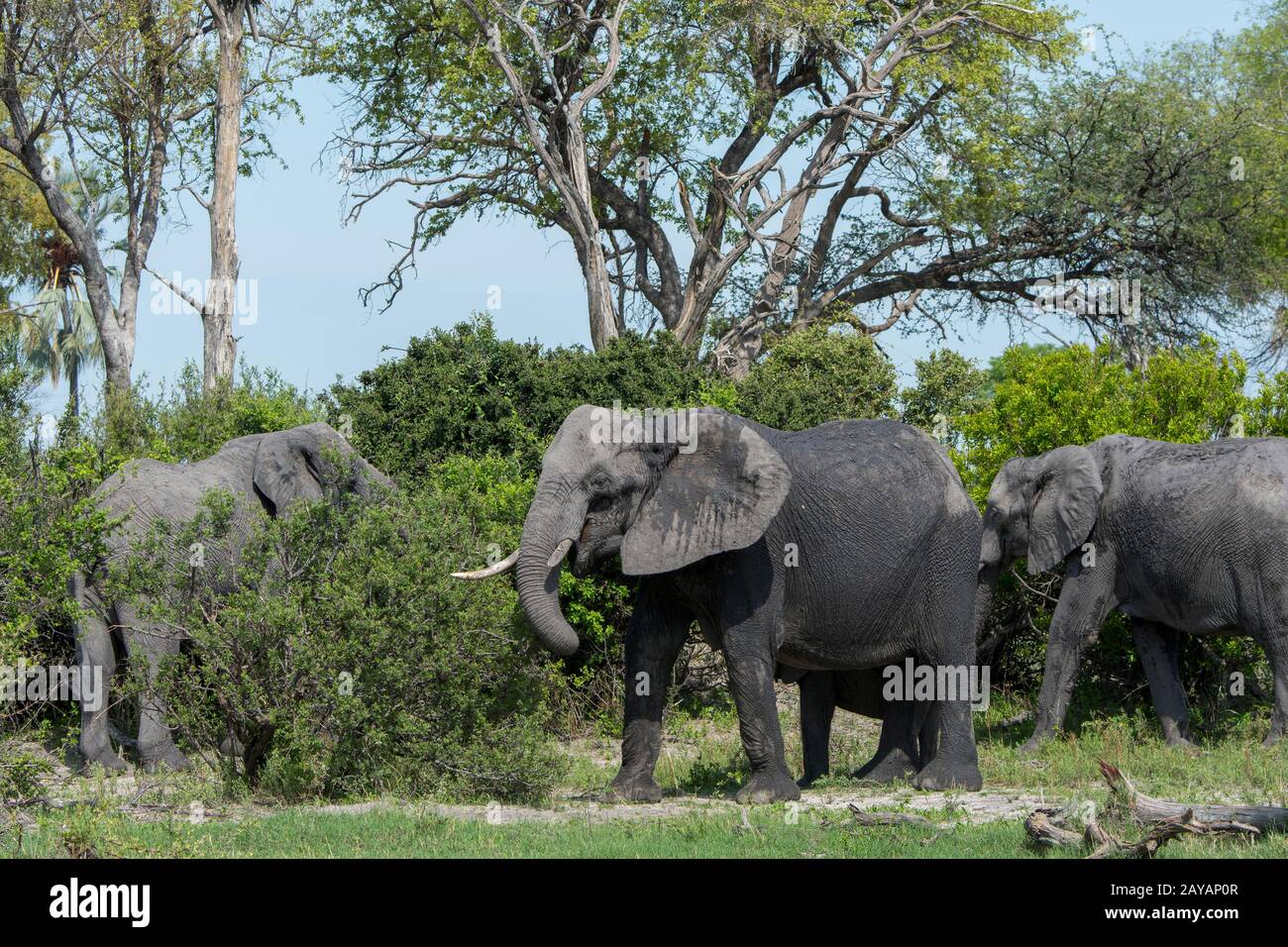 Elefanti africani (Loxodonta africana) che si nutrono di cespugli nella zona delle pianure di Gomoti, una concessione a gestione comunitaria, sul bordo del sistema fluviale di Gomoti Foto Stock