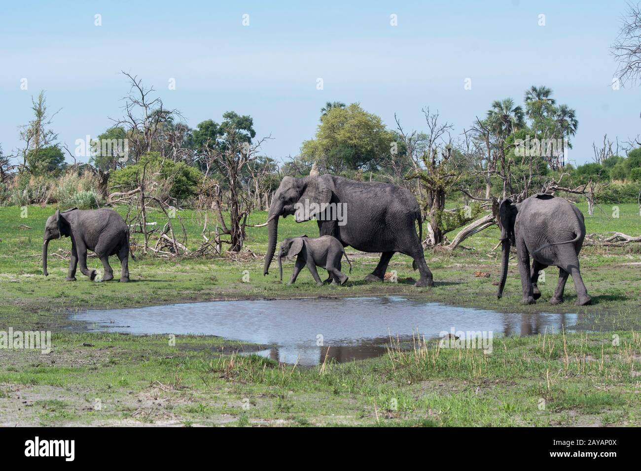 Elefanti africani (Loxodonta africana) con un bambino elefante che cammina attraverso il paesaggio nella zona delle pianure di Gomoti, una concessione di gestione della comunità, il Th Foto Stock
