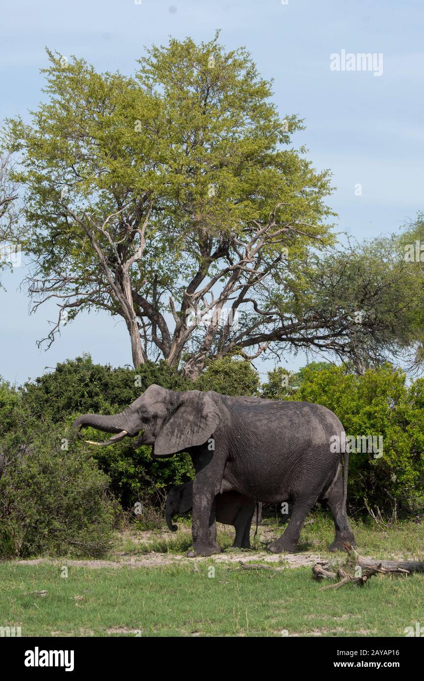 Elefanti africani (Loxodonta africana) che si nutrono di cespugli nella zona delle pianure di Gomoti, una concessione a gestione comunitaria, sul bordo del sistema fluviale di Gomoti Foto Stock