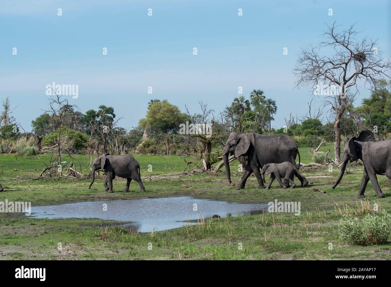 Elefanti africani (Loxodonta africana) con un bambino elefante che cammina attraverso il paesaggio nella zona delle pianure di Gomoti, una concessione di gestione della comunità, il Th Foto Stock
