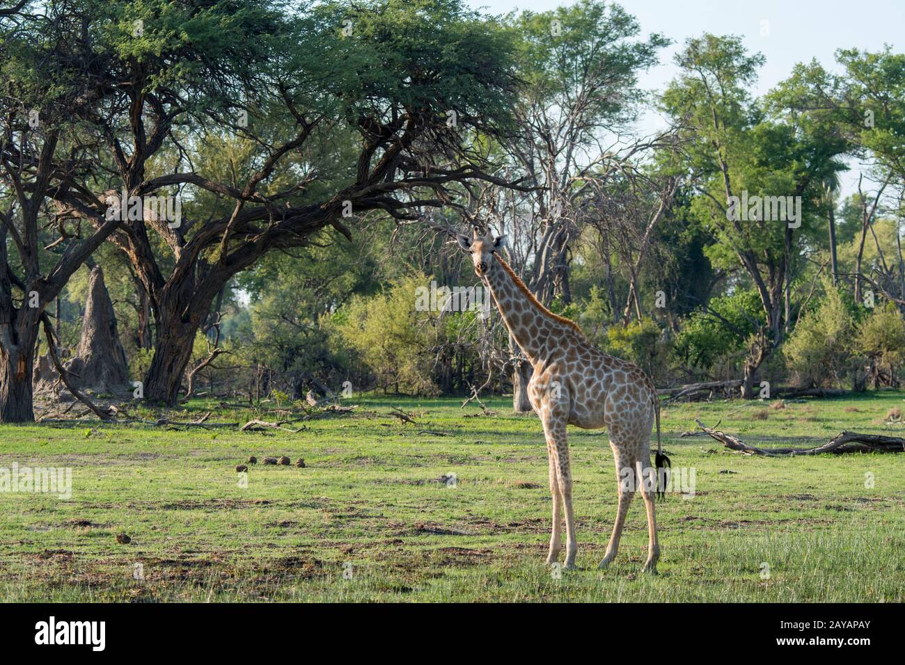 Una giraffa meridionale (giraffa) attraversa il paesaggio nella zona delle pianure di Gomoti, una concessione a conduzione comunitaria, ai margini dei Gomoti Foto Stock