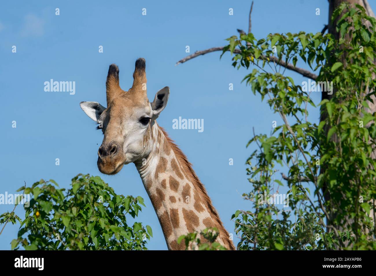 Ritratto di una giraffa meridionale (giraffa giraffa) nella zona delle pianure di Gomoti, una concessione a gestione comunitaria, sul bordo del suthea del sistema fluviale di Gomoti Foto Stock