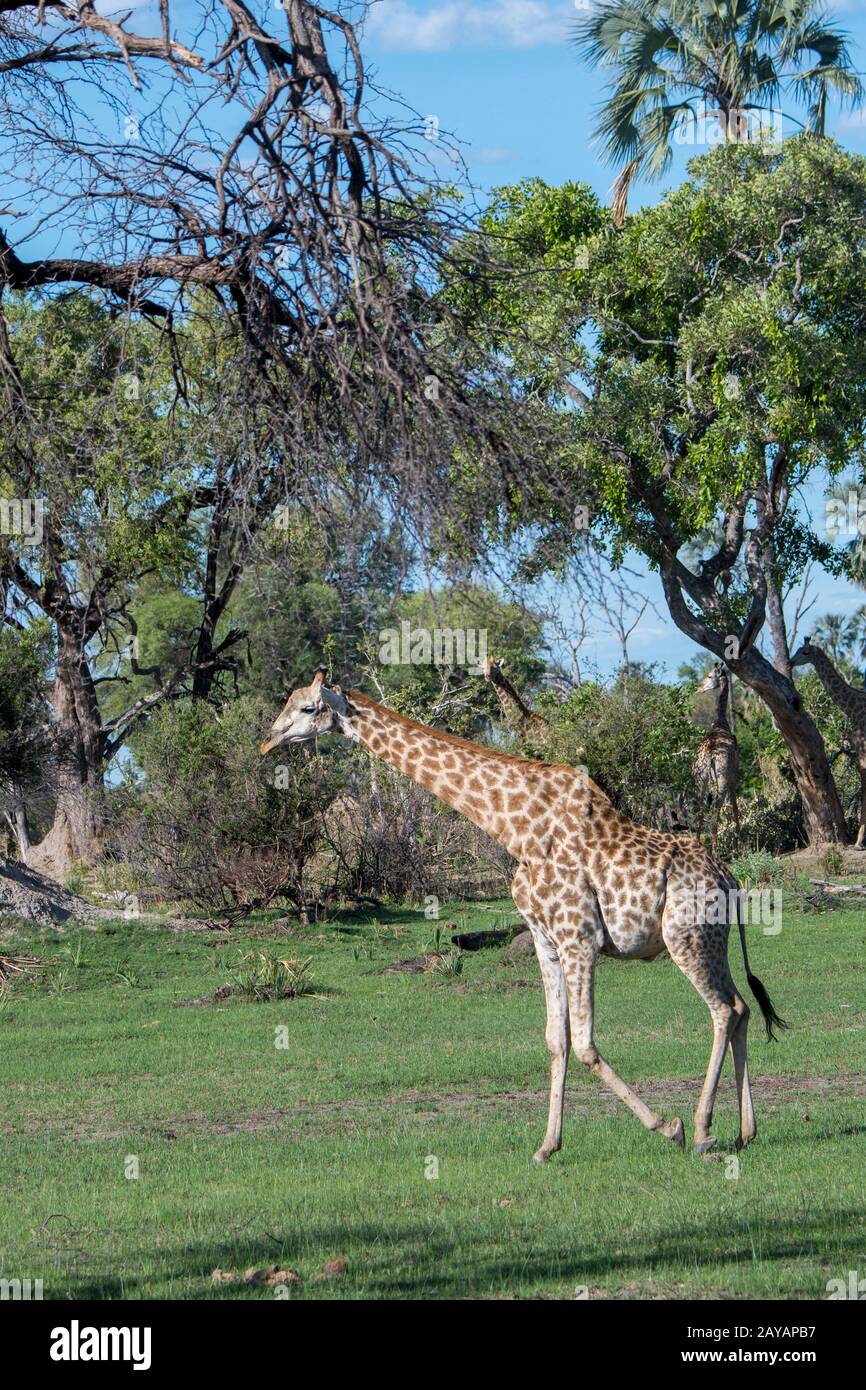 Una giraffa meridionale (giraffa) attraversa il paesaggio nella zona delle pianure di Gomoti, una concessione a conduzione comunitaria, ai margini dei Gomoti Foto Stock