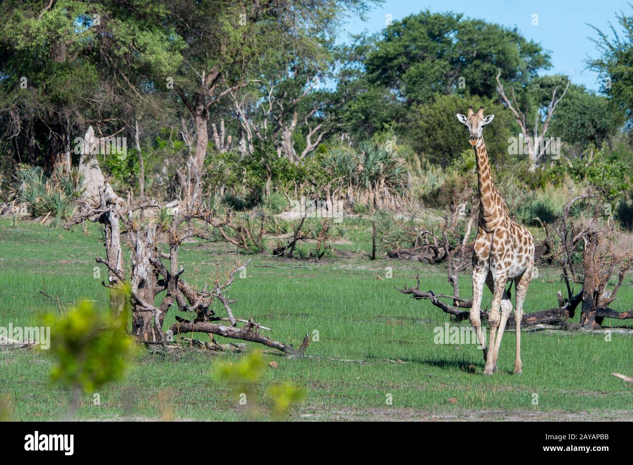 Una giraffa meridionale (giraffa) attraversa il paesaggio nella zona delle pianure di Gomoti, una concessione a conduzione comunitaria, ai margini dei Gomoti Foto Stock