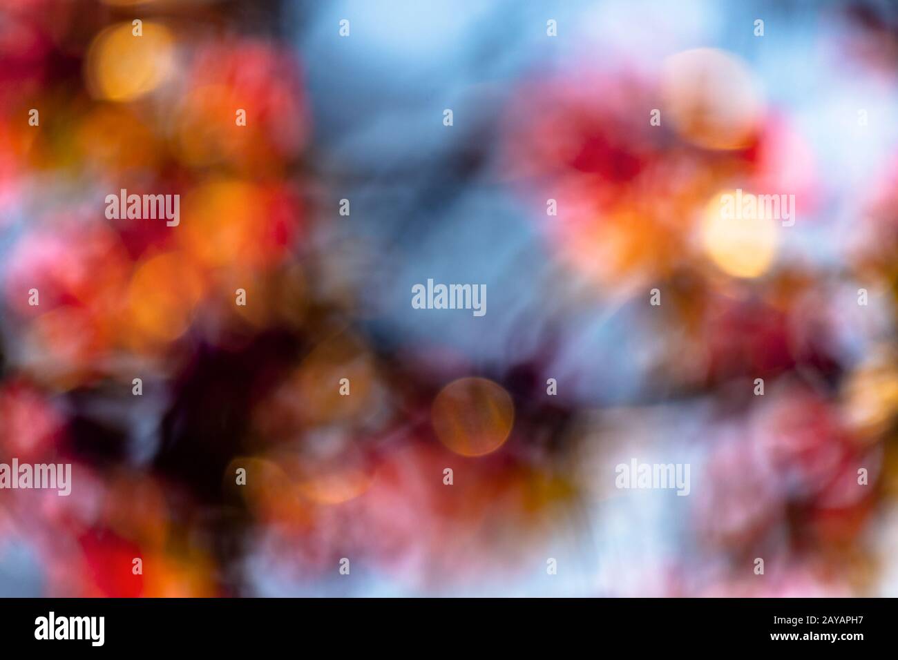 Natura astratta blur. bokeh di fiori e fogliame in primavera. luminoso sfondo retroilluminato Foto Stock
