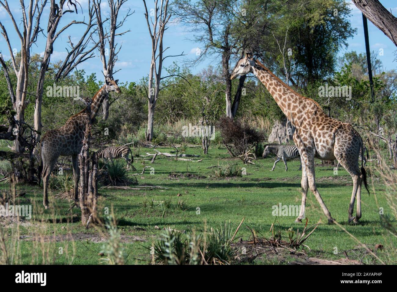Giraffe meridionali (Giraffa giraffa) nella zona delle pianure di Gomoti, una concessione di corsa della comunità, sul bordo del sistema del fiume Gomoti a sud-est dell'Oka Foto Stock