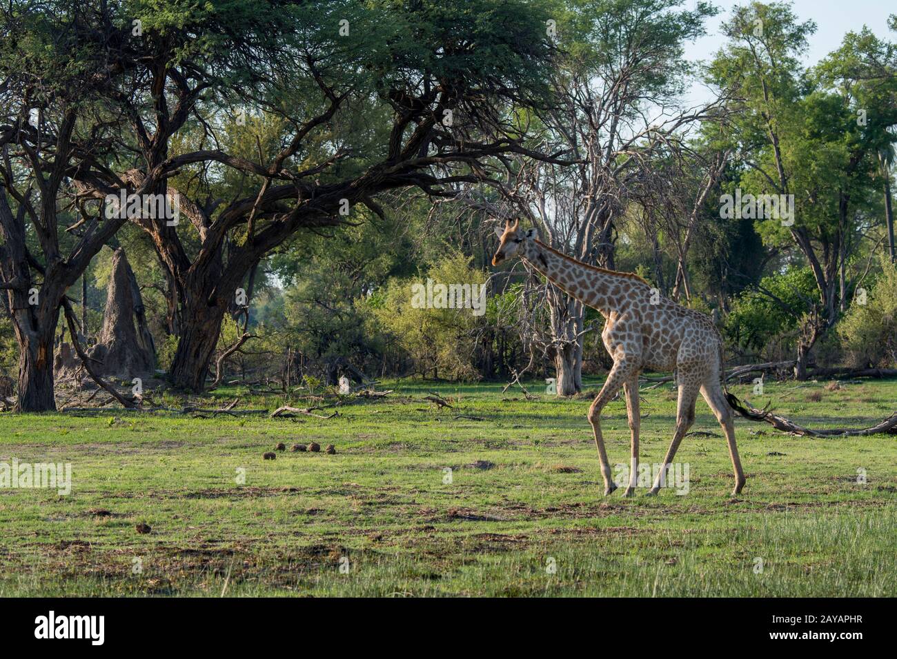 Una giraffa meridionale (giraffa) attraversa il paesaggio nella zona delle pianure di Gomoti, una concessione a conduzione comunitaria, ai margini dei Gomoti Foto Stock