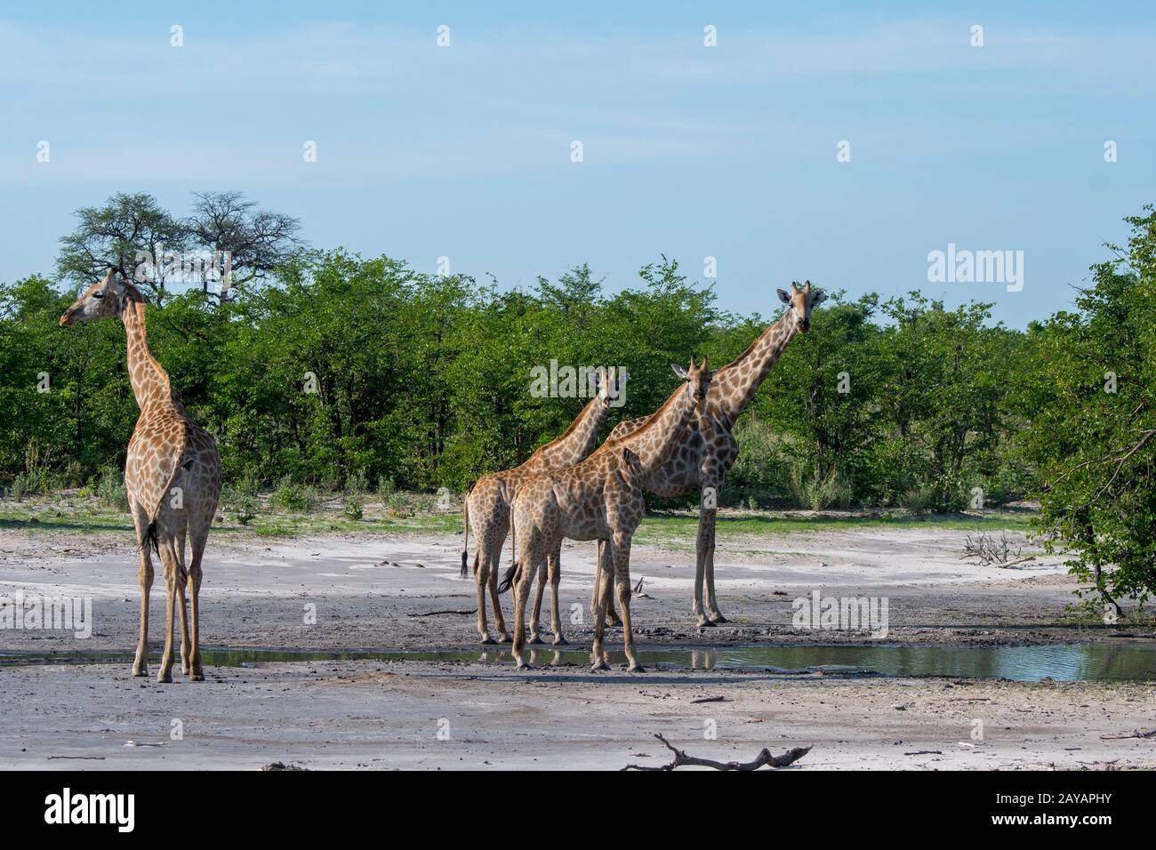 Giraffe meridionali (giraffa) è venuto ad un stagno da bere nella zona delle pianure di Gomoti, una concessione di corsa della comunità, sul bordo del sys del fiume di Gomoti Foto Stock
