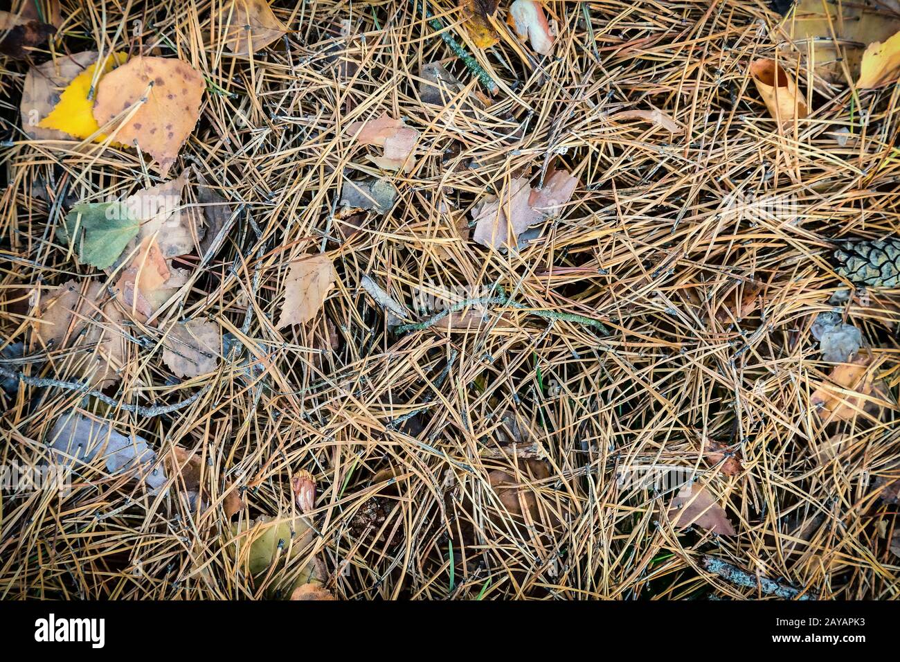 Il terreno è coperto con gli aghi di pino e foglie cadute. Foto Stock