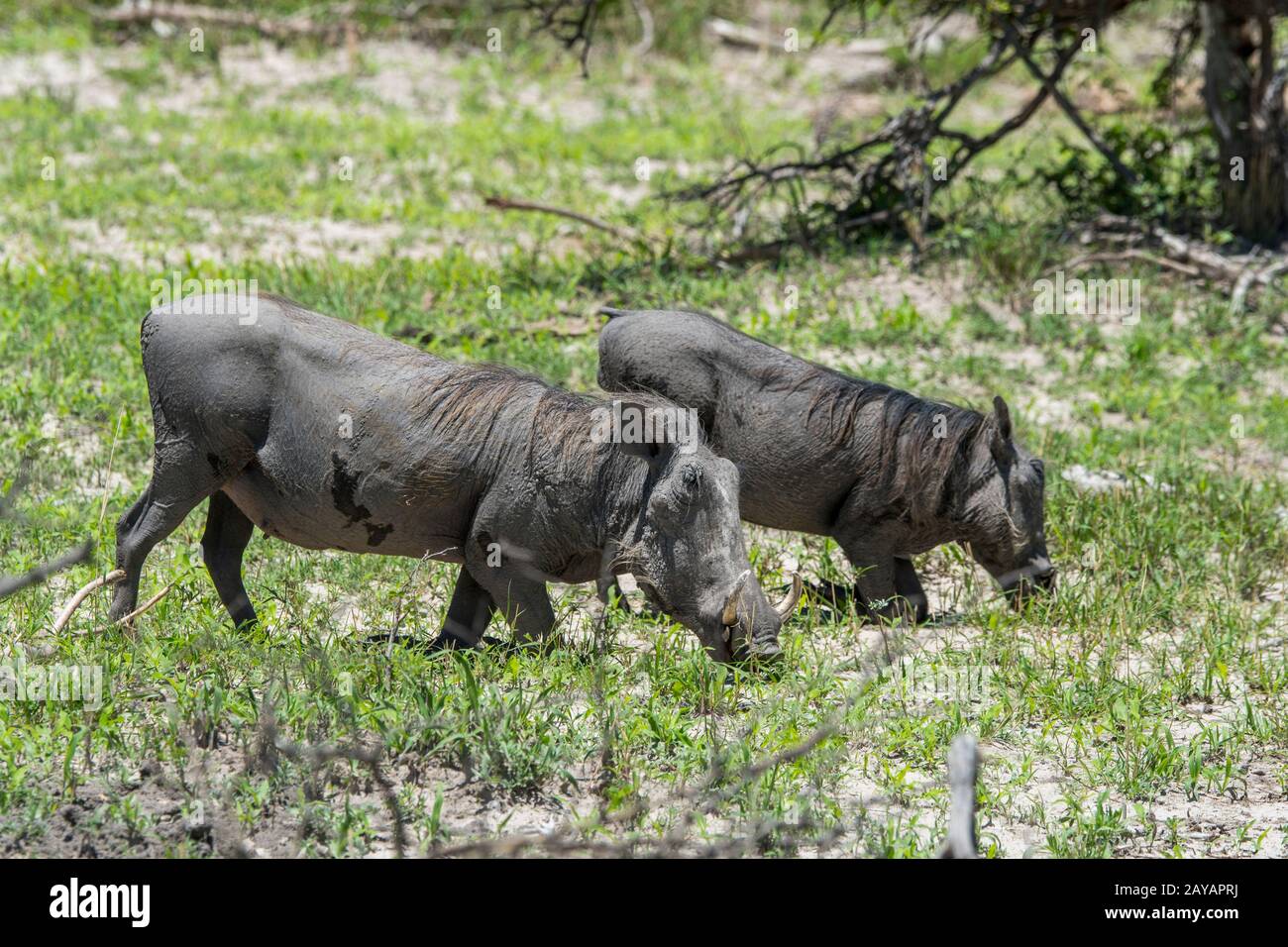 Due Warthogs (Phacochoerus africanus) inginocchiati per nutrirsi di erba nella zona delle pianure di Gomoti, una concessione a gestione comunitaria, sul bordo del fiume Gomoti Foto Stock