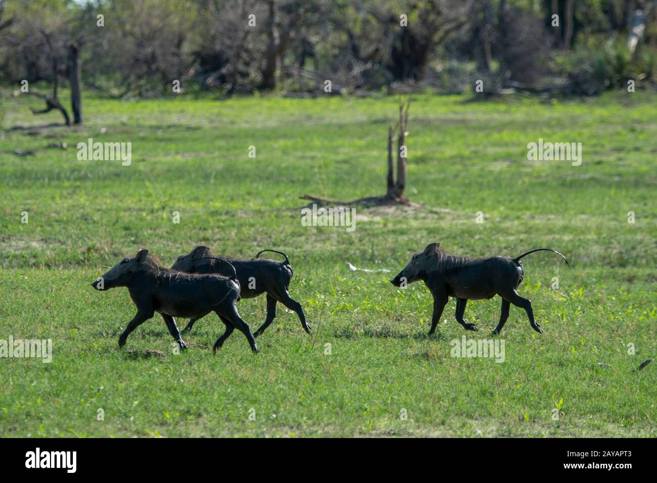Un gruppo di Warthogs (Phacochoerus africanus) sta attraversando la zona delle pianure di Gomoti, una concessione a conduzione comunitaria, sul bordo della sy del fiume Gomoti Foto Stock