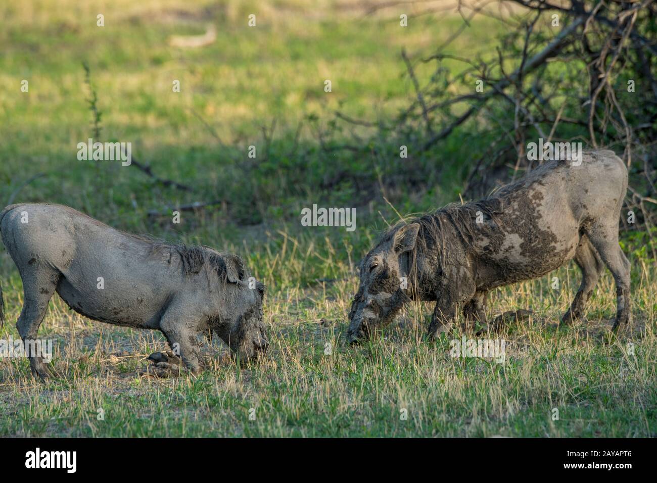 Due Warthogs (Phacochoerus africanus) inginocchiati per nutrirsi di erba nella zona delle pianure di Gomoti, una concessione a gestione comunitaria, sul bordo del fiume Gomoti Foto Stock