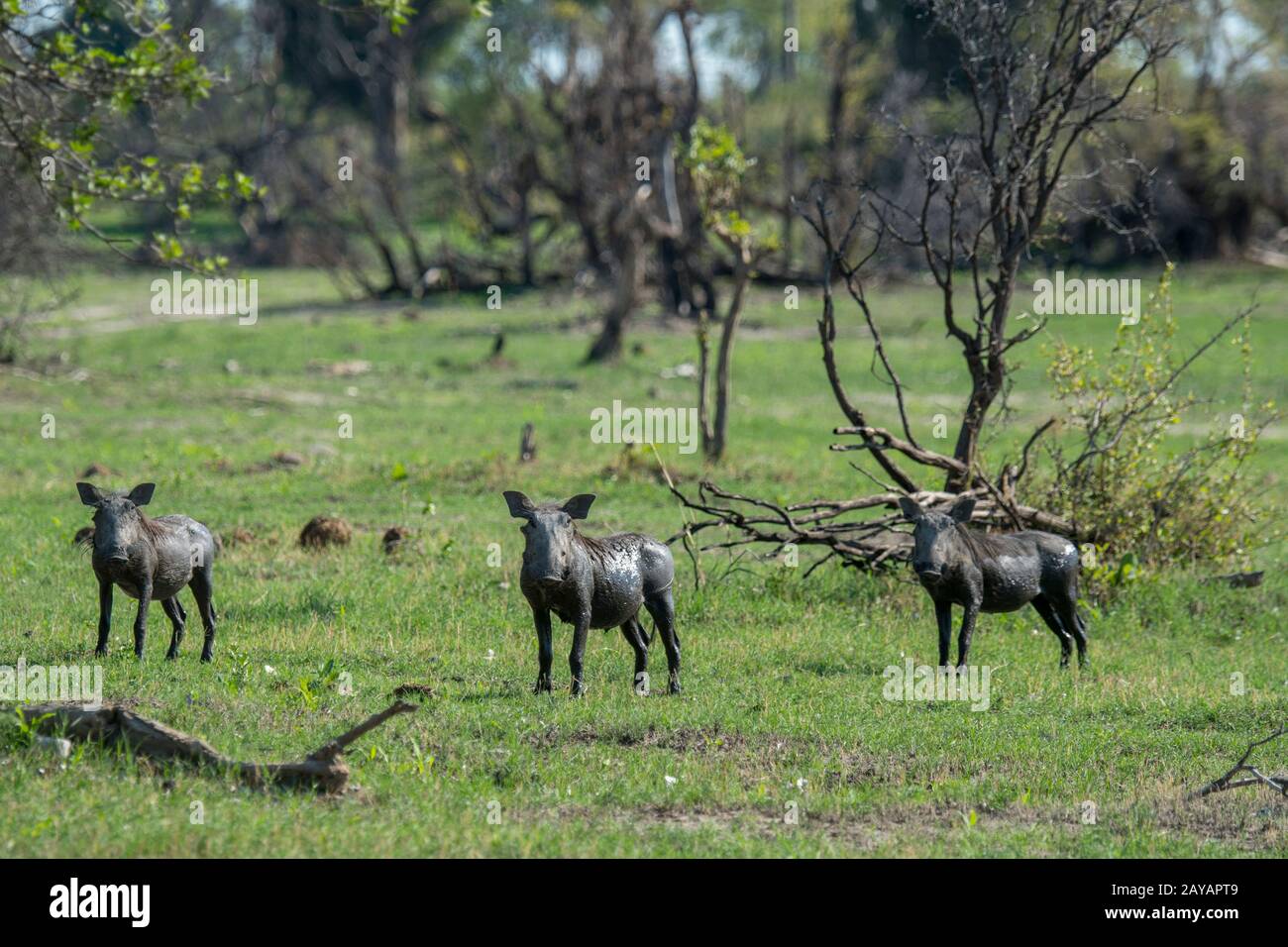 Tre Warthogs (Phacochoerus africanus) nella zona delle pianure di Gomoti, una concessione di corsa della comunità, sul bordo del sistema di fiume di Gomoti a sud-est del Foto Stock