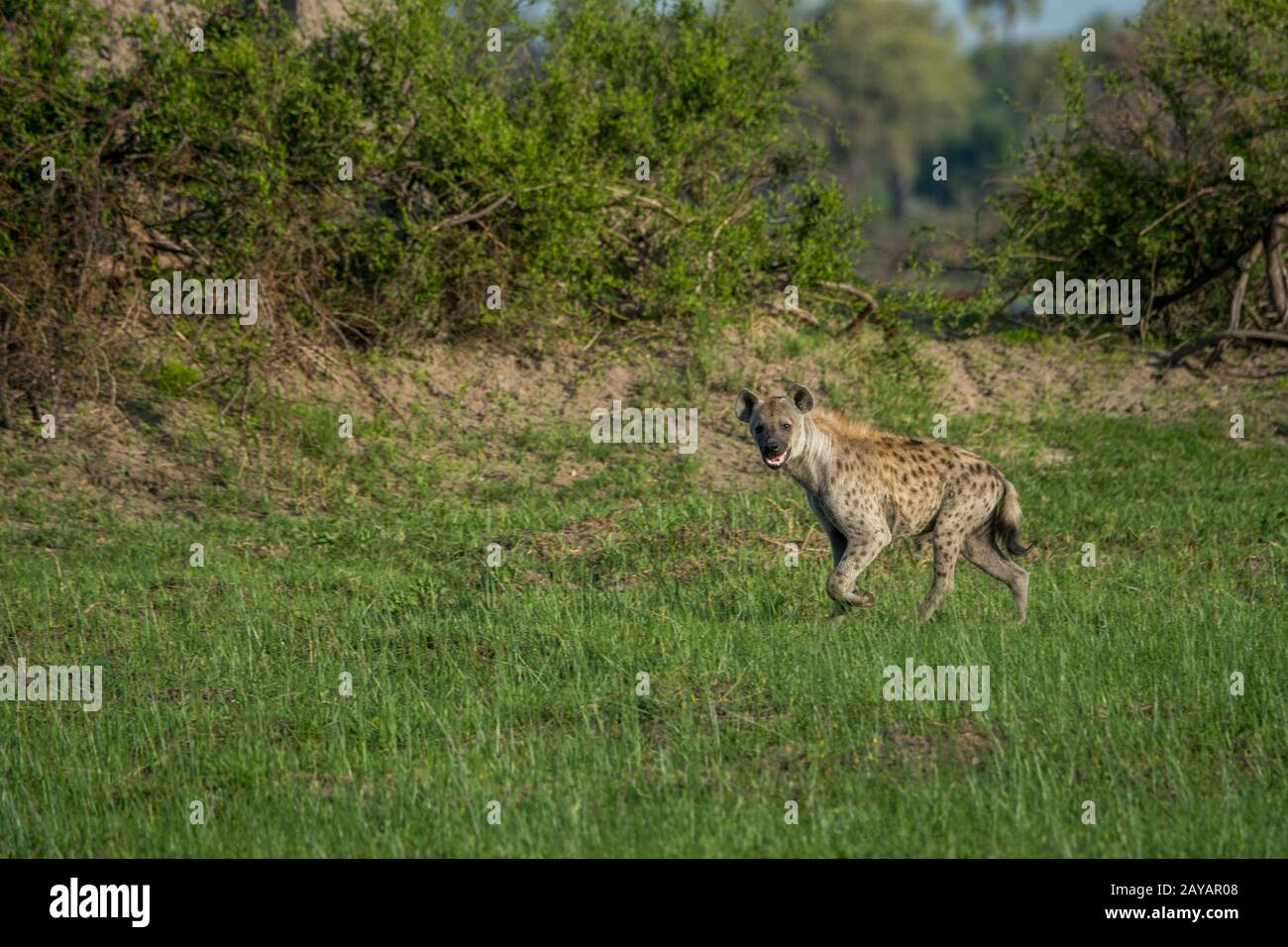 Un hyena spotted (Crocuta crocuta) sta correndo attraverso il floodplain nella zona delle pianure di Gomoti, una concessione di corsa della comunità, sul bordo del Gomoti r Foto Stock