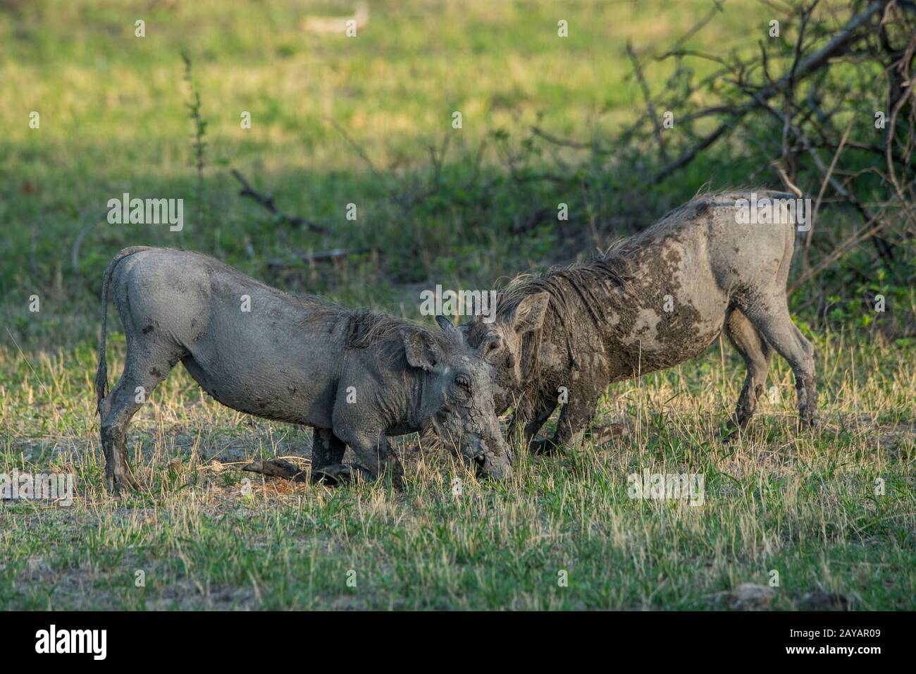 Due Warthogs (Phacochoerus africanus) inginocchiati per nutrirsi di erba nella zona delle pianure di Gomoti, una concessione a gestione comunitaria, sul bordo del fiume Gomoti Foto Stock