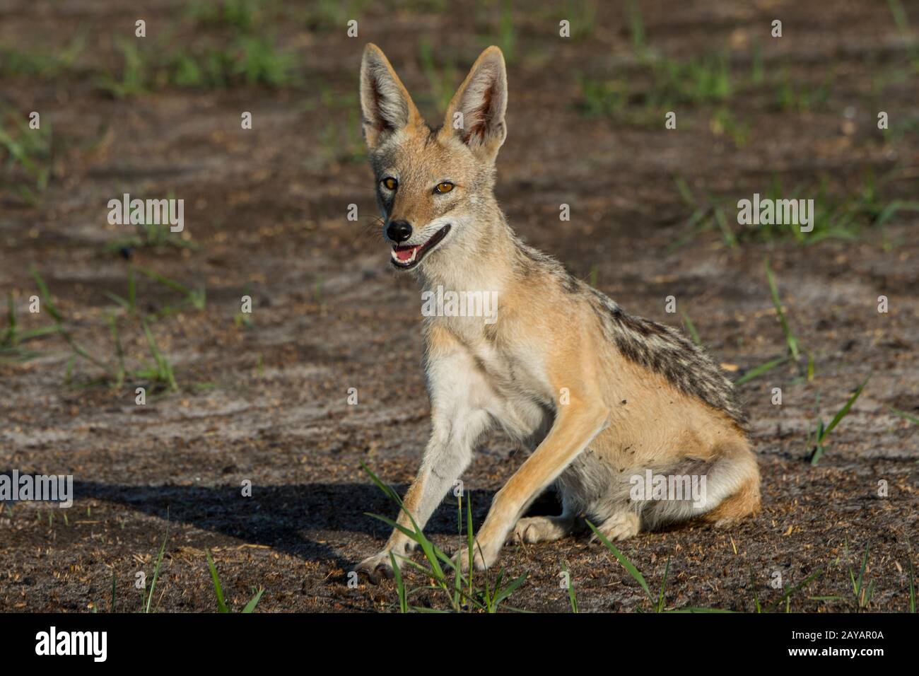 Uno sciacallo a dorso nero (Canis mesomelas) è seduto sul floodplain nella zona delle pianure di Gomoti, una concessione a conduzione comunitaria, sul bordo dei Gomoti Foto Stock