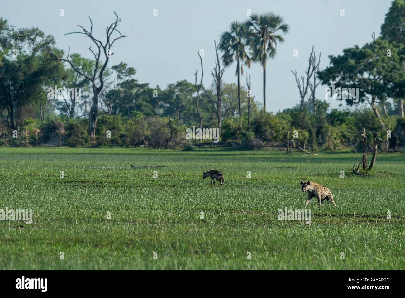 Arene maculate (Crocuta crocuta) che corrono attraverso la pianura alluvionale nell'area delle pianure di Gomoti, una concessione a gestione comunitaria, sul bordo del fiume Gomoti Foto Stock