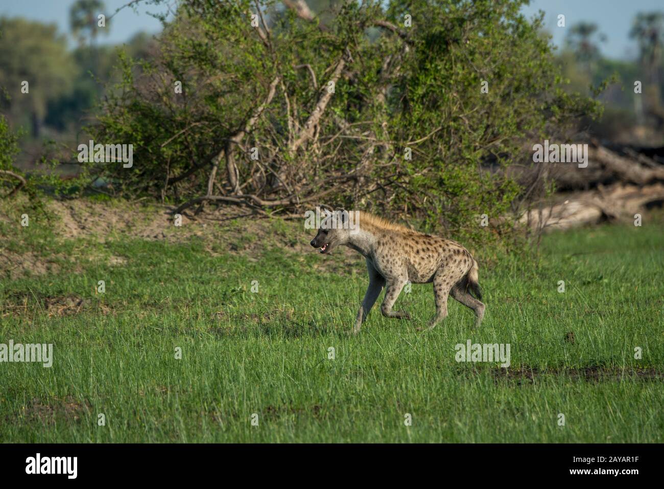 Un hyena spotted (Crocuta crocuta) sta correndo attraverso il floodplain nella zona delle pianure di Gomoti, una concessione di corsa della comunità, sul bordo del Gomoti r Foto Stock