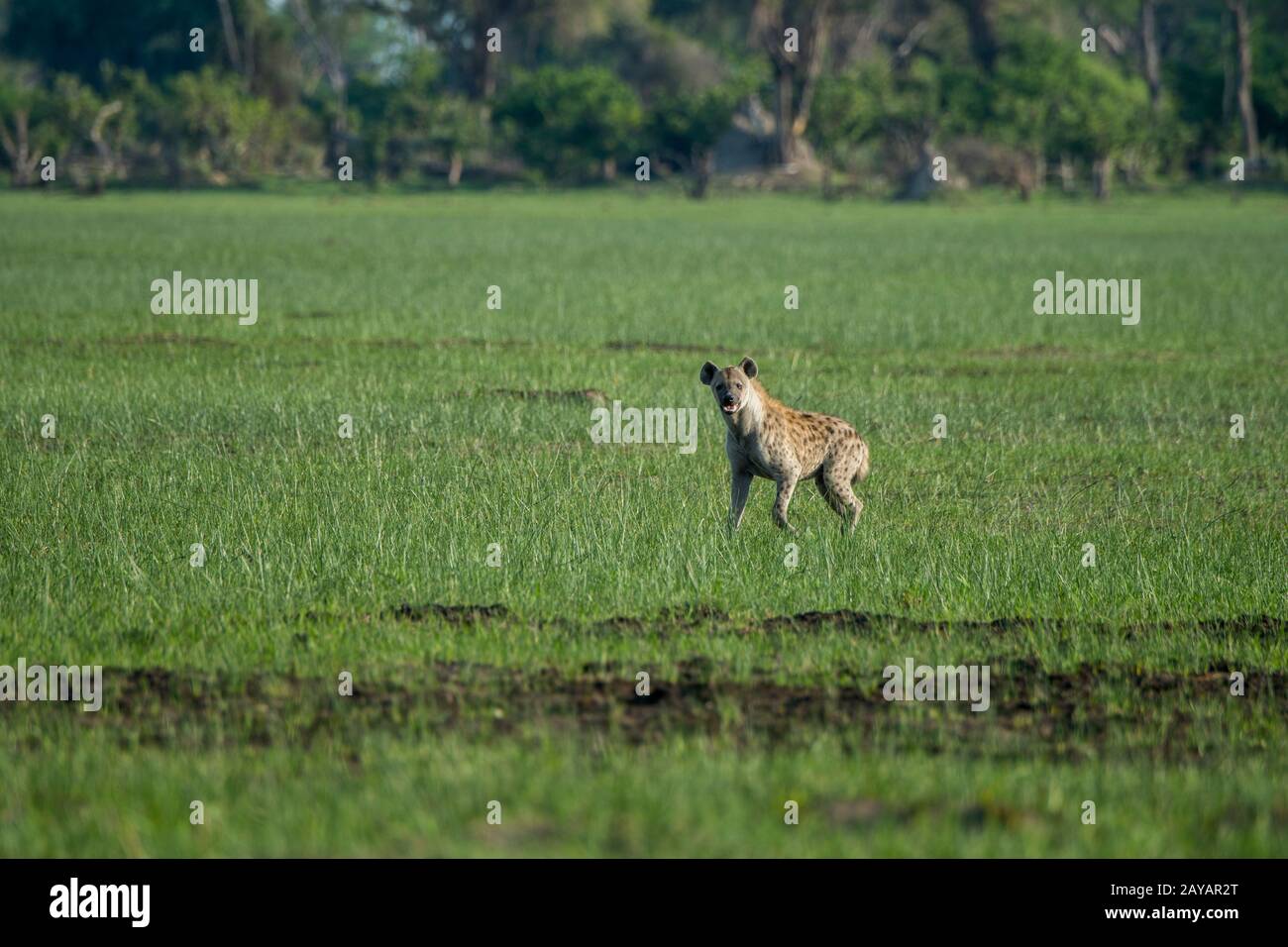 Un hyena spotted (Crocuta crocuta) sta correndo attraverso il floodplain nella zona delle pianure di Gomoti, una concessione di corsa della comunità, sul bordo del Gomoti r Foto Stock