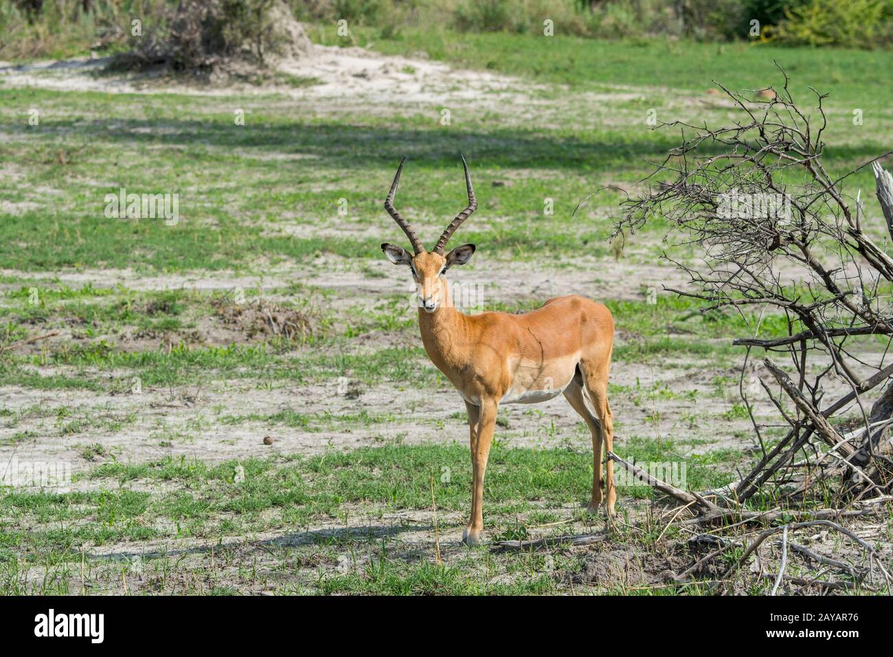 Un maschio dell'impala (Aepyceros melampus) è in piedi sulla pianura alluvionale nella zona delle pianure di Gomoti, una concessione di corsa della comunità, sul bordo del riv di Gomoti Foto Stock