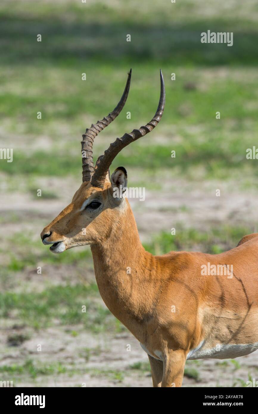 Primo piano di un maschio impala (Aepyceros melampus) che si trova sulla pianura alluvionale nella zona delle pianure di Gomoti, una concessione di gestione comunitaria, sul bordo del G Foto Stock