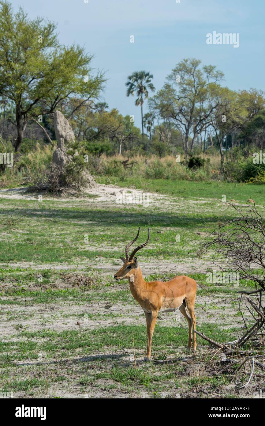 Un maschio dell'impala (Aepyceros melampus) è in piedi sulla pianura alluvionale nella zona delle pianure di Gomoti, una concessione di corsa della comunità, sul bordo del riv di Gomoti Foto Stock