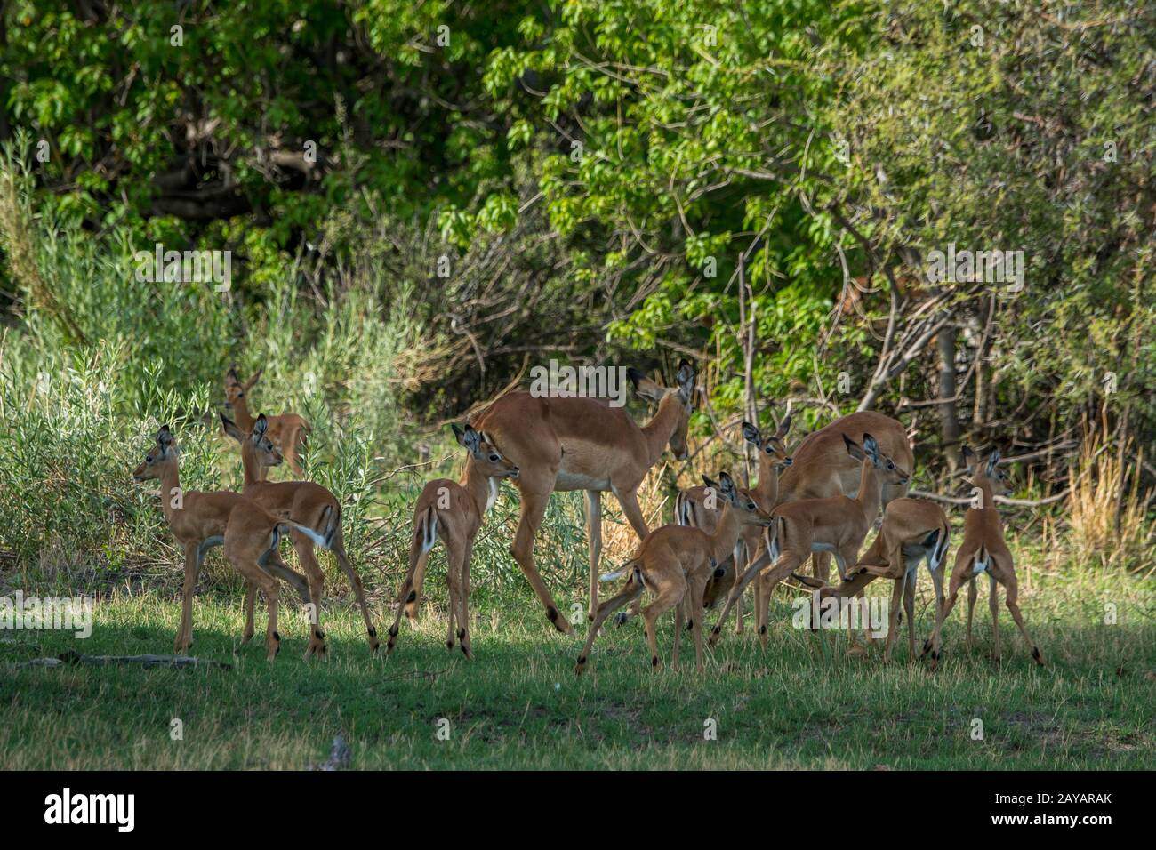 Una mandria di Impala (Aepyceros melampus) con bambini nella zona delle pianure di Gomoti, una concessione di corsa della comunità, sul bordo del suthea del sistema del fiume di Gomoti Foto Stock