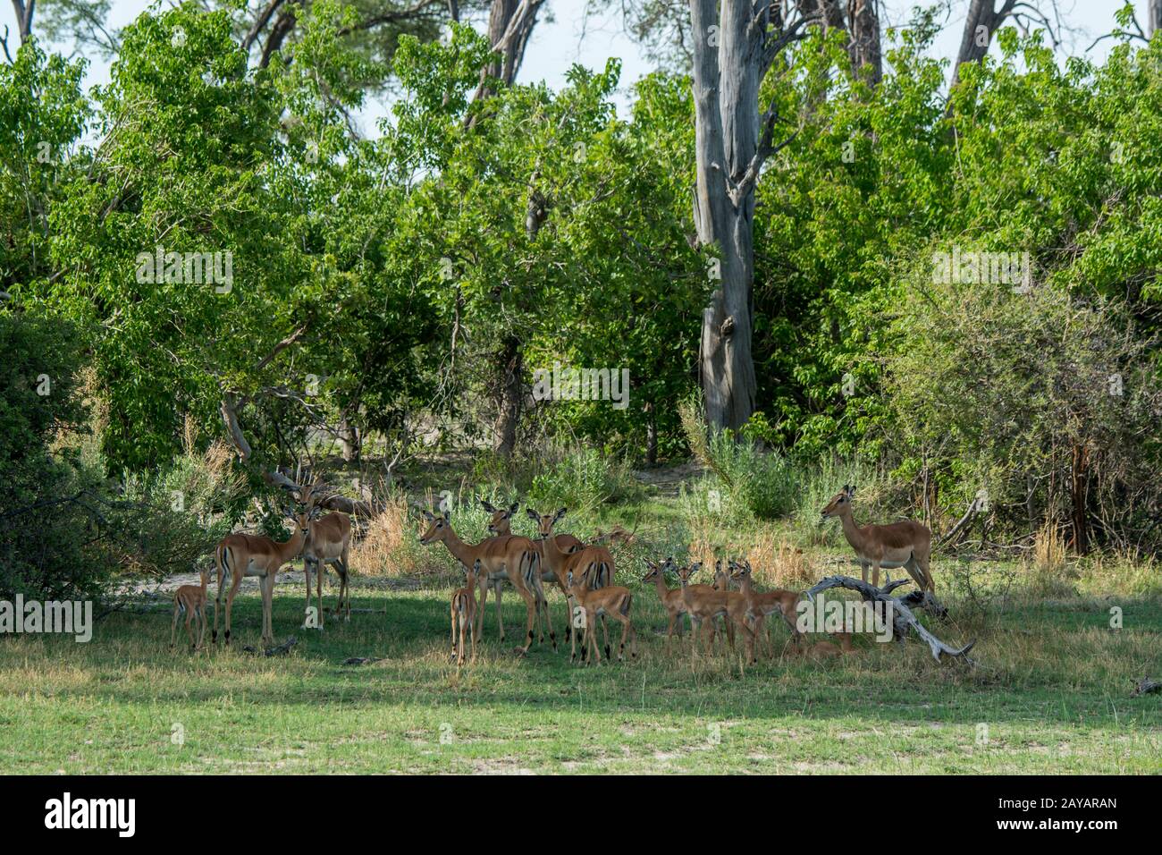 Una mandria di Impala (Aepyceros melampus) con bambini nella zona delle pianure di Gomoti, una concessione di corsa della comunità, sul bordo del suthea del sistema del fiume di Gomoti Foto Stock