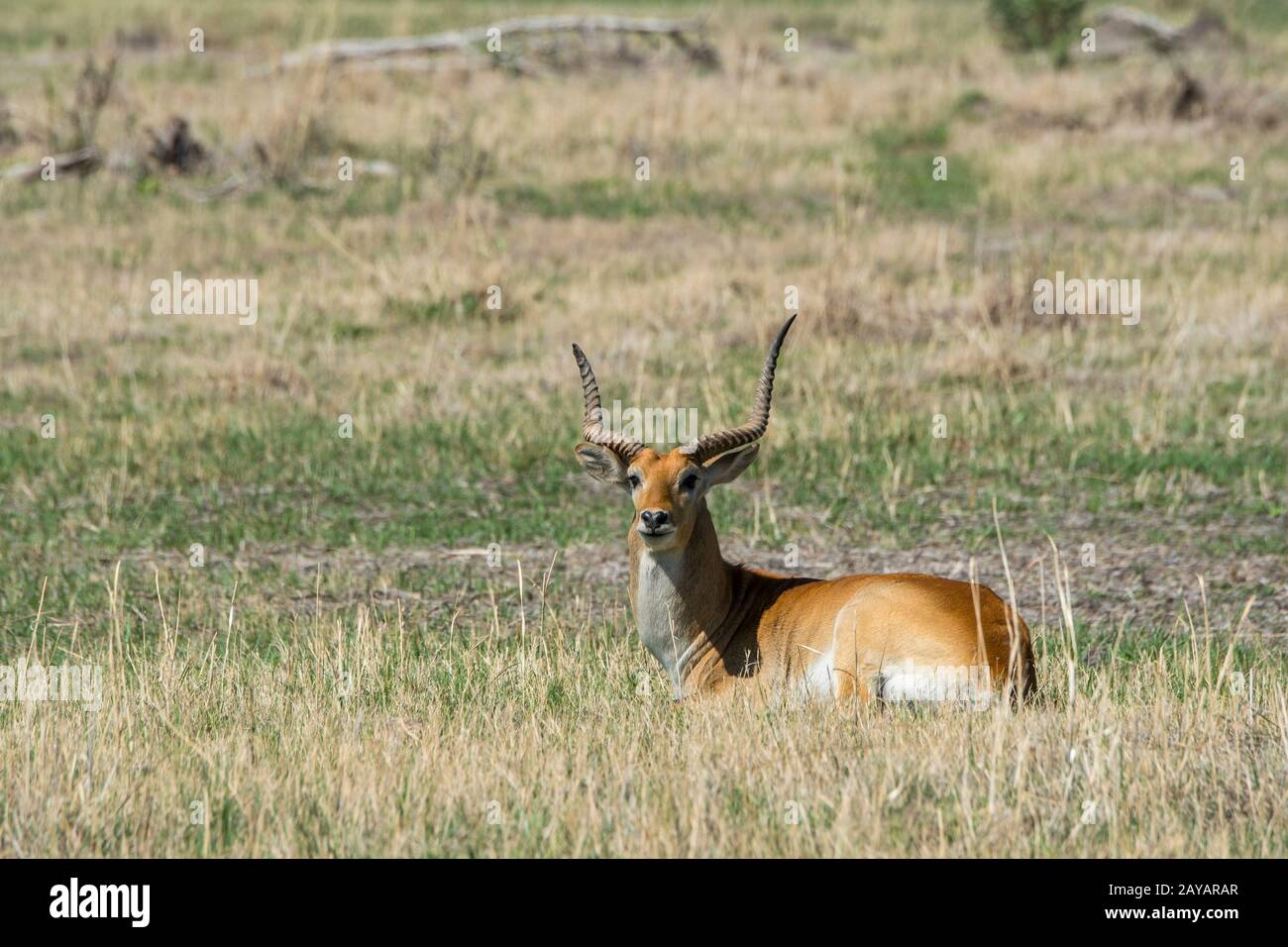 Un Lechwe rosso, o Lechwe meridionale (Kobus leche leche) maschio che si trova sulla pianura alluvionale nella zona delle pianure di Gomoti, una concessione di gestione comunitaria, sul bordo Foto Stock