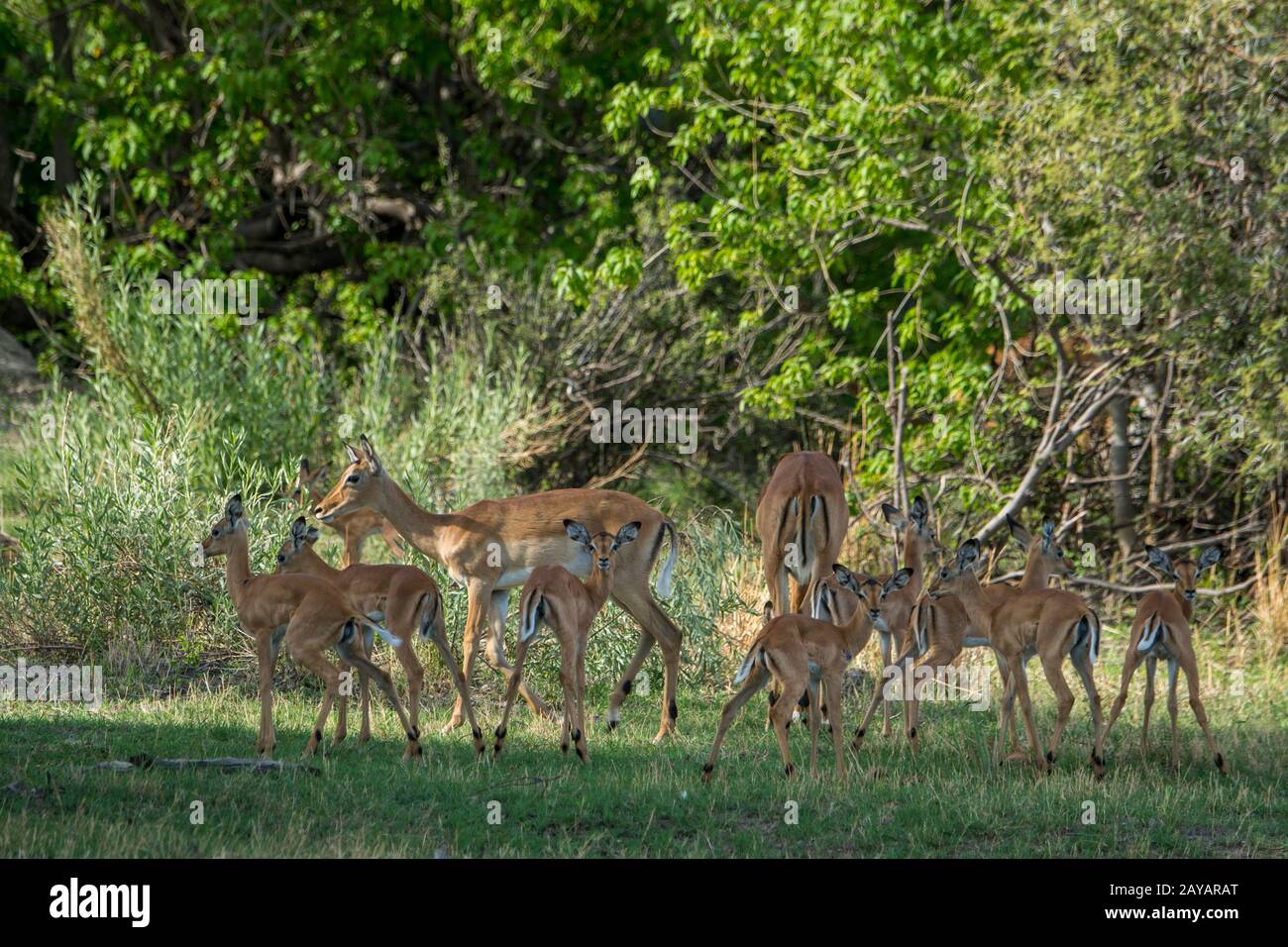 Una mandria di Impala (Aepyceros melampus) con bambini nella zona delle pianure di Gomoti, una concessione di corsa della comunità, sul bordo del suthea del sistema del fiume di Gomoti Foto Stock