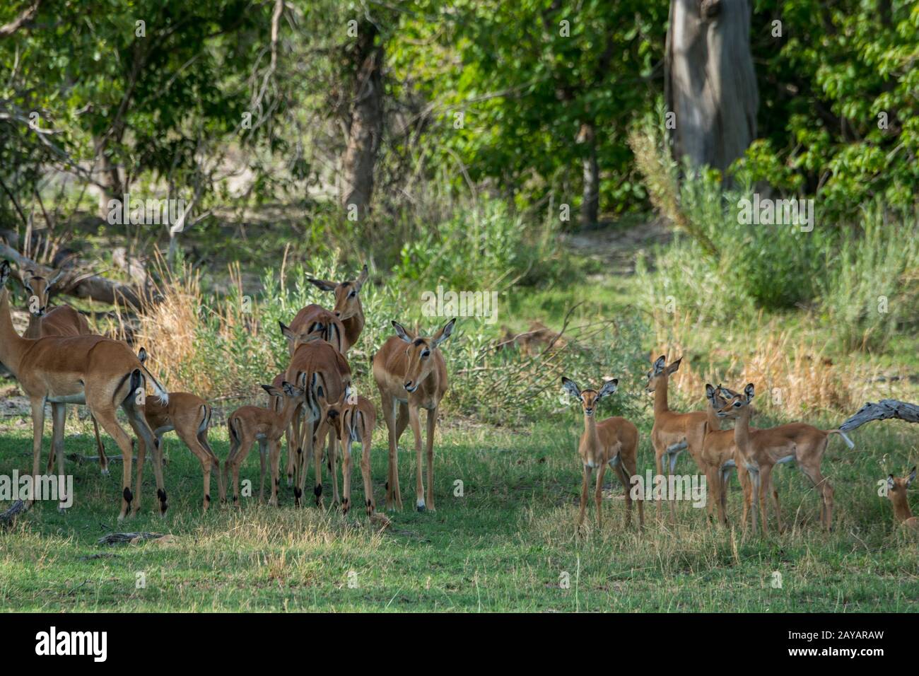Una mandria di Impala (Aepyceros melampus) con bambini nella zona delle pianure di Gomoti, una concessione di corsa della comunità, sul bordo del suthea del sistema del fiume di Gomoti Foto Stock