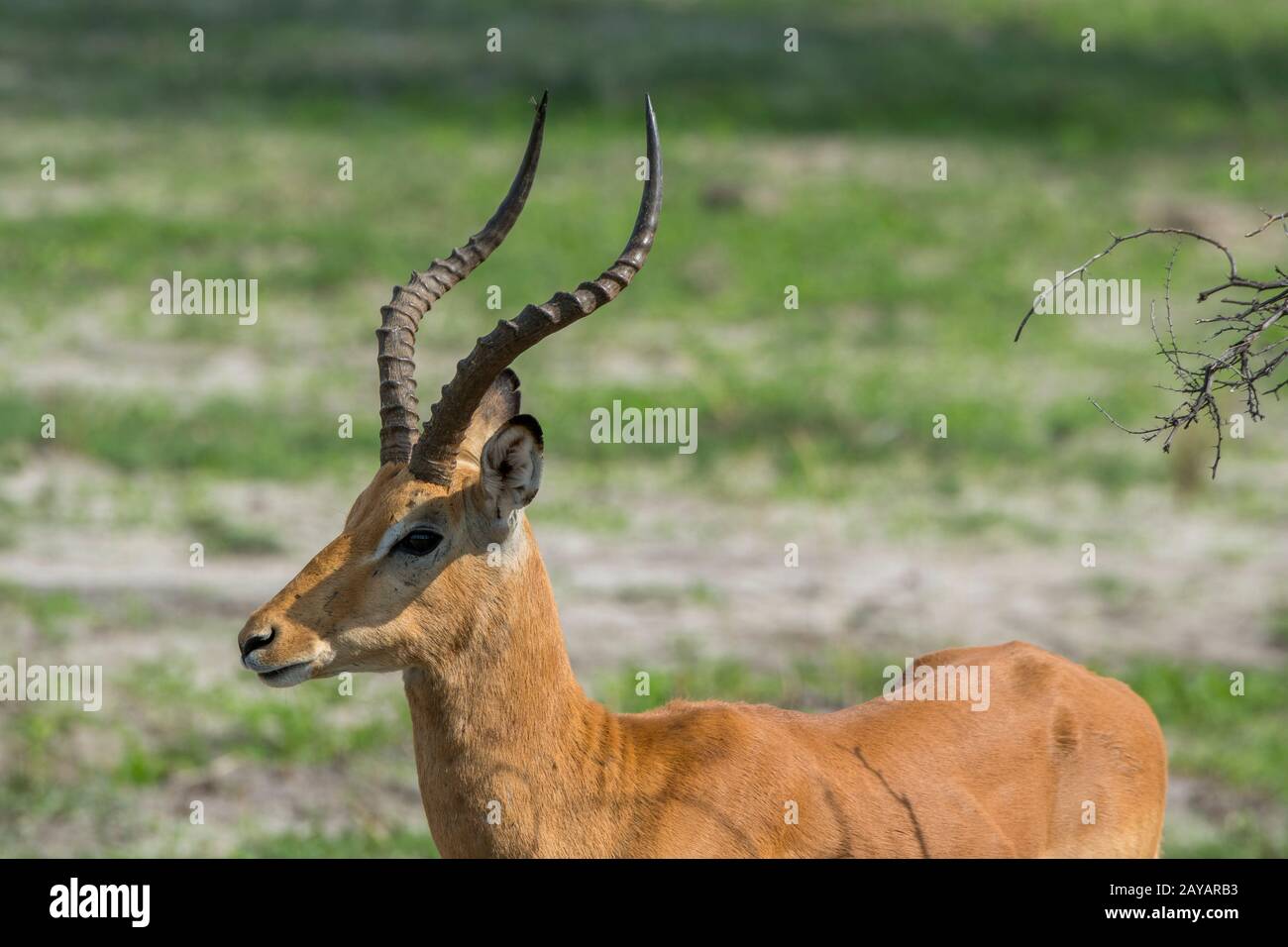 Primo piano di un maschio impala (Aepyceros melampus) che si trova sulla pianura alluvionale nella zona delle pianure di Gomoti, una concessione di gestione comunitaria, sul bordo del G Foto Stock