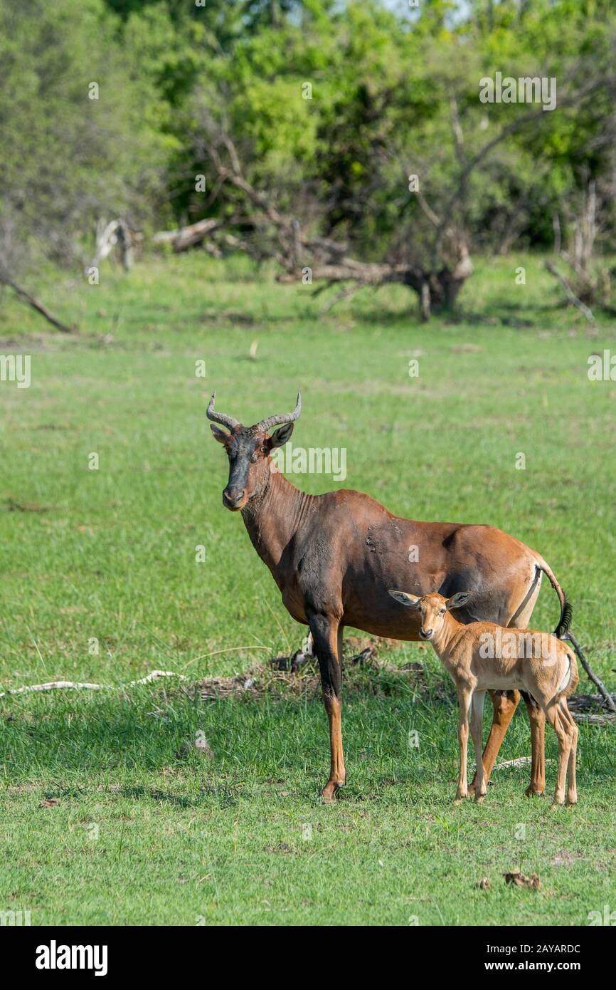 Una madre di Tsessebe (Damaliscus lunatus) e un bambino al floodplain nella zona delle pianure di Gomoti, una concessione di corsa della comunità, sul bordo del Gomoti r Foto Stock