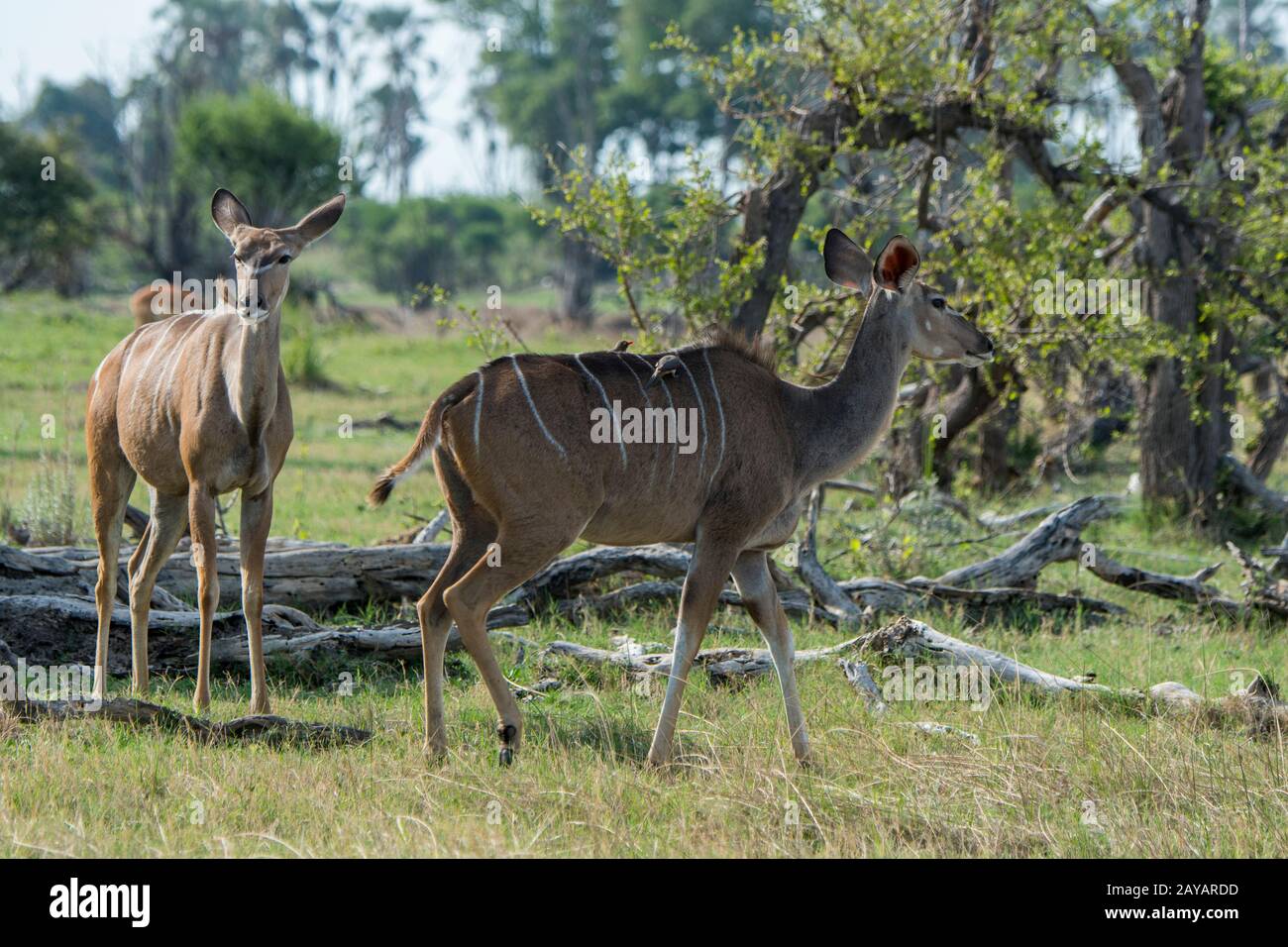 Grandi Kudu (Tragelaphus strepsiceros) femmine nella zona delle pianure di Gomoti, una concessione di corsa della comunità, sul bordo del sutheas del sistema del fiume di Gomoti Foto Stock