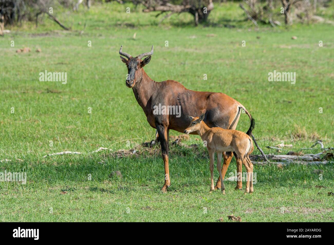 Una madre di Tsessebe (Damaliscus lunatus) e un bambino al floodplain nella zona delle pianure di Gomoti, una concessione di corsa della comunità, sul bordo del Gomoti r Foto Stock
