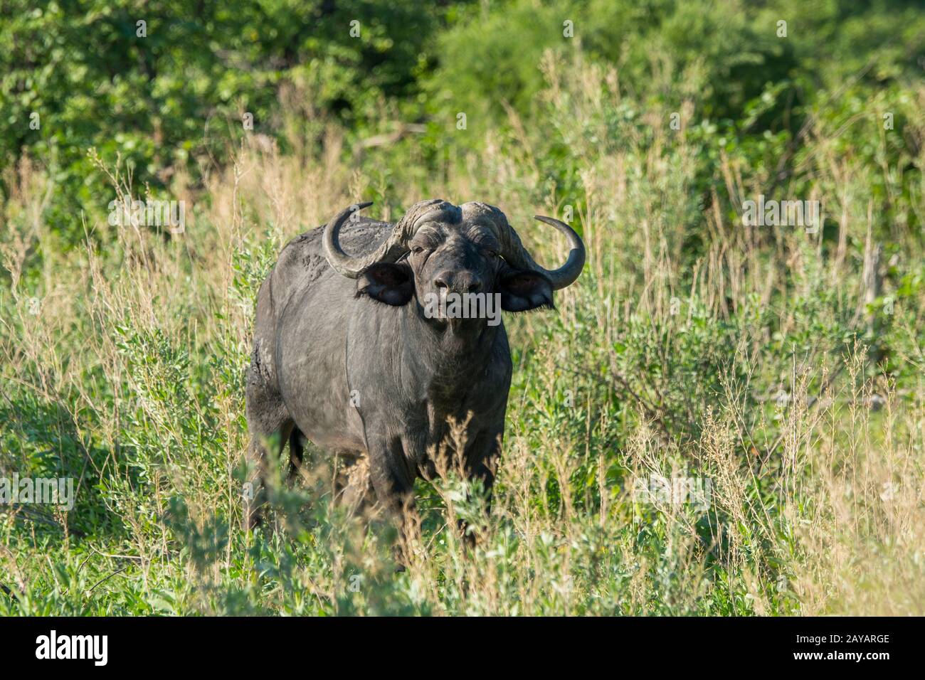 Bufalo africano o bufalo di Capo (Syncerus caffer) nella zona delle pianure di Gomoti, una concessione di corsa della Comunità, sul bordo del sistema del fiume di Gomoti sud Foto Stock