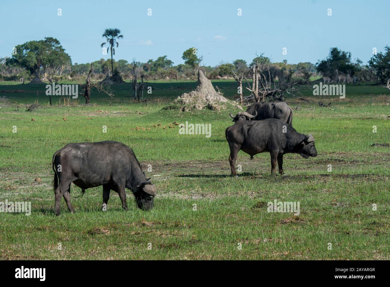 Bufali africani o bufali del Capo (Syncerus caffer) che pascolano sulle pianure alluvionali nella zona delle pianure di Gomoti, una concessione di corsa della comunità, sul bordo di Foto Stock
