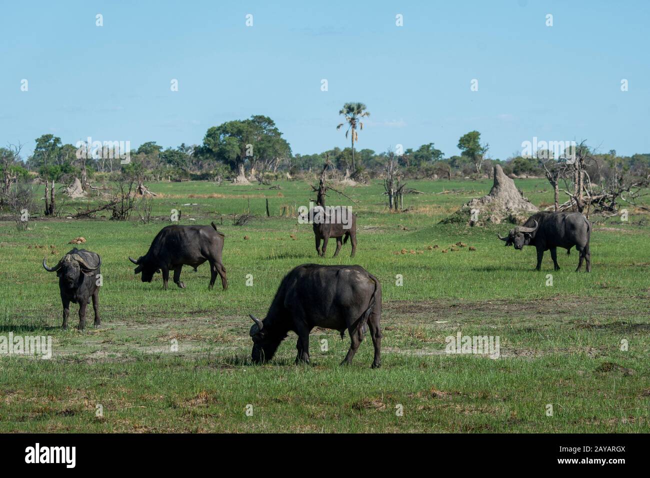 Bufali africani o bufali del Capo (Syncerus caffer) che pascolano sulle pianure alluvionali nella zona delle pianure di Gomoti, una concessione di corsa della comunità, sul bordo di Foto Stock