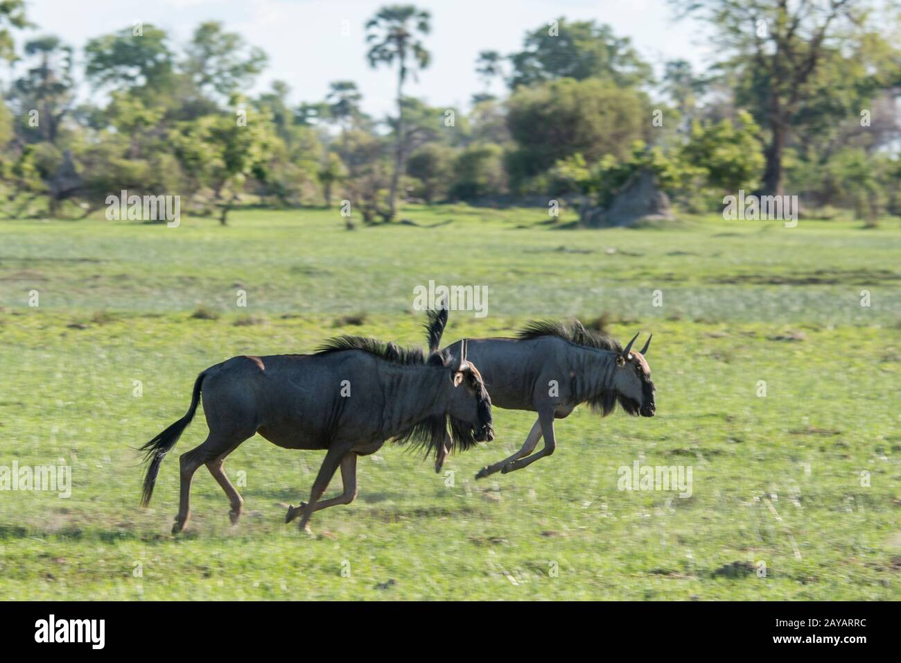 Wildebeests che corre sopra il floodplain nella zona delle pianure di Gomoti, una concessione di corsa della comunità, sul bordo del sistema del fiume di Gomoti a sud-est del Foto Stock