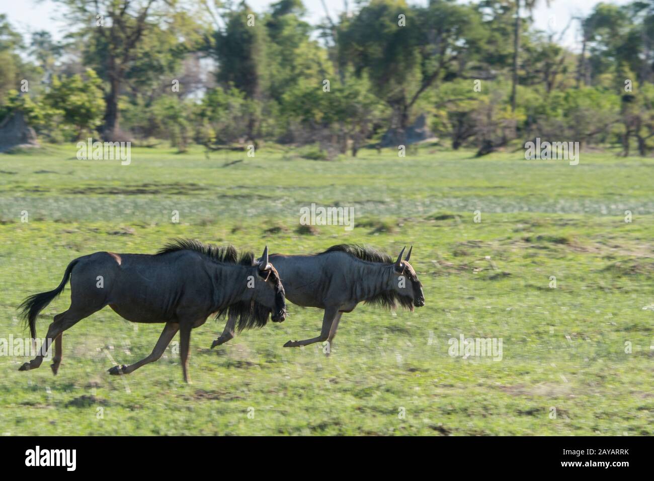Wildebeests che corre sopra il floodplain nella zona delle pianure di Gomoti, una concessione di corsa della comunità, sul bordo del sistema del fiume di Gomoti a sud-est del Foto Stock