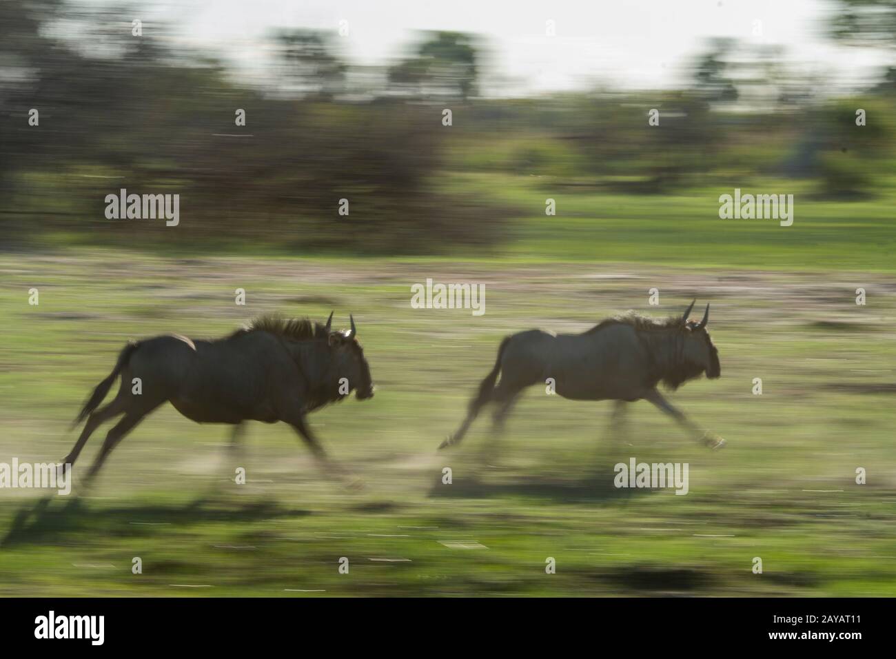 Wildebeests che corre sopra il floodplain nella zona delle pianure di Gomoti, una concessione di corsa della comunità, sul bordo del sistema del fiume di Gomoti a sud-est del Foto Stock