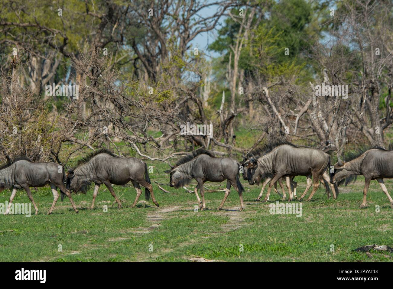 Una mandria di un allevamento di animali è a piedi sopra la pianura alluvionale nella zona delle pianure di Gomoti, una concessione a gestione comunitaria, sul bordo del suthea del sistema fluviale di Gomoti Foto Stock