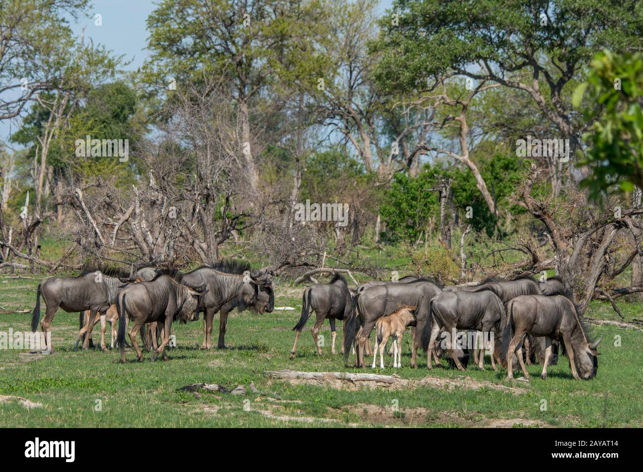 Wildebeests con i bambini sulle pianure alluvionali nella zona delle pianure di Gomoti, una concessione di corsa della comunità, sul bordo del sistema del fiume di Gomoti sud-est di Foto Stock