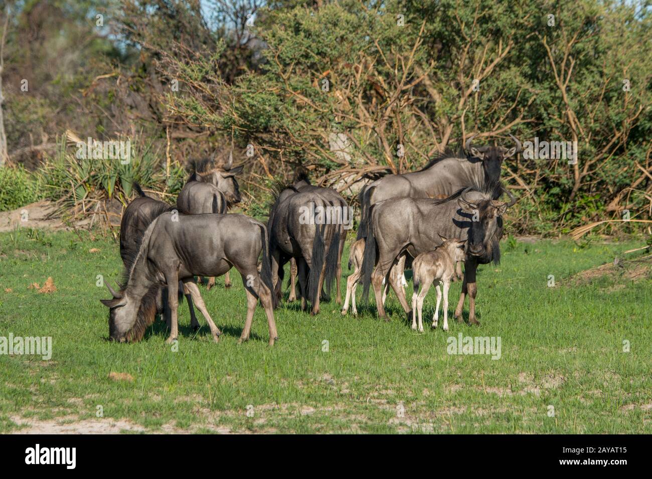 Wildebeests con i bambini sulle pianure alluvionali nella zona delle pianure di Gomoti, una concessione di corsa della comunità, sul bordo del sistema del fiume di Gomoti sud-est di Foto Stock