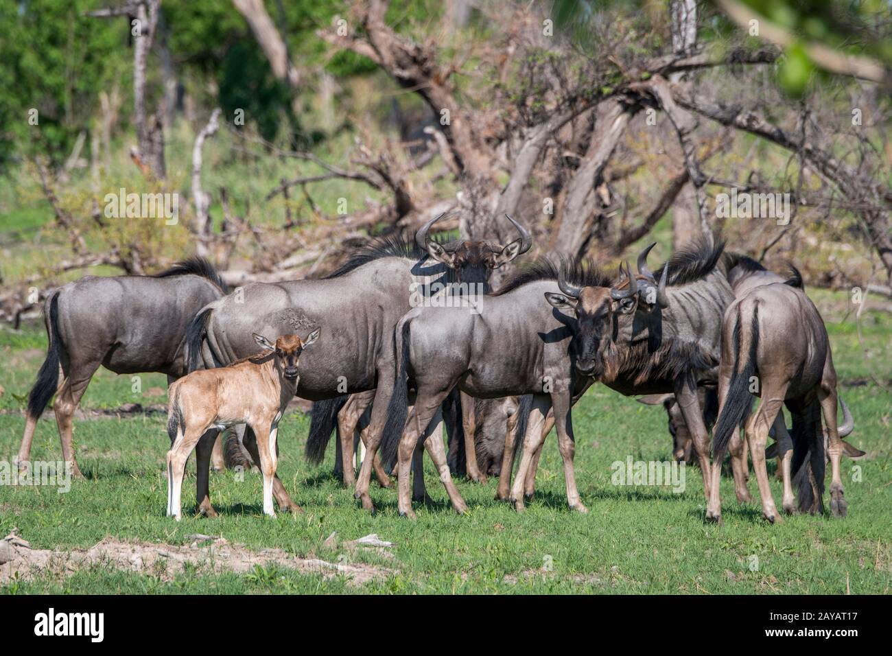 Wildebeests con i bambini sulle pianure alluvionali nella zona delle pianure di Gomoti, una concessione di corsa della comunità, sul bordo del sistema del fiume di Gomoti sud-est di Foto Stock